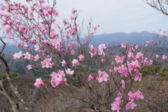 アカヤシオと赤城山