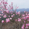 アカヤシオと赤城山