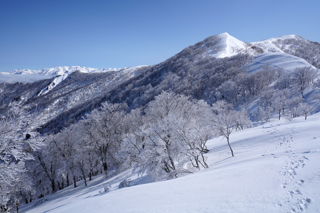 霧氷の日白山