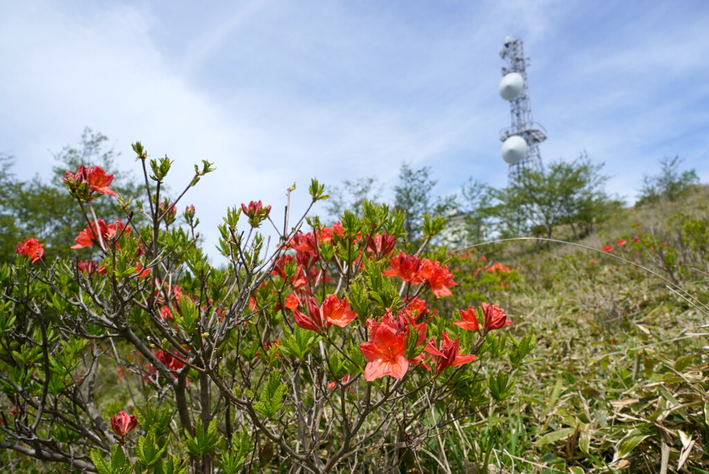 レンゲツツジ咲く地蔵岳