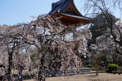 慈眼寺の枝垂桜２