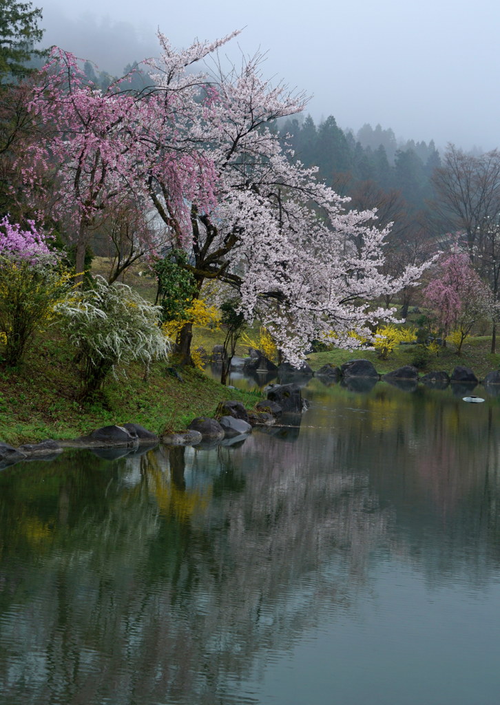 雨の桜庭園