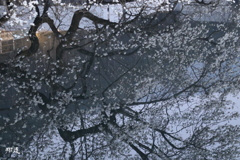 赤水こぶし3