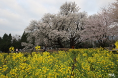 一心行桜1