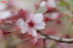 大津桜
