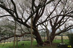 一心行桜2