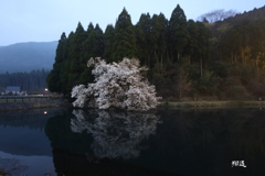 赤水こぶし1