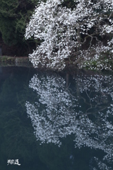 赤水こぶし2