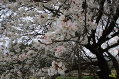 一心行桜3