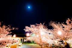 夜桜