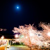 夜桜