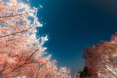 夜桜