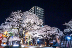 日立市 桜祭り