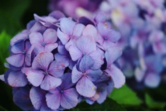 紫陽花