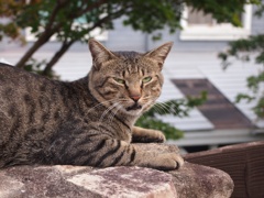 ぶちゃいくにゃんこ