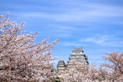 桜と青と姫路城