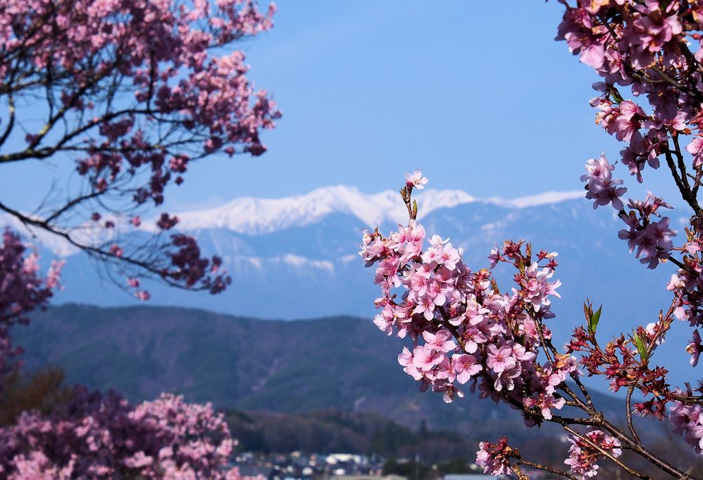 春が来た。