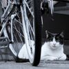 弥生町 街灯下の猫たち 3
