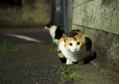 弥生町、街灯下の猫たち
