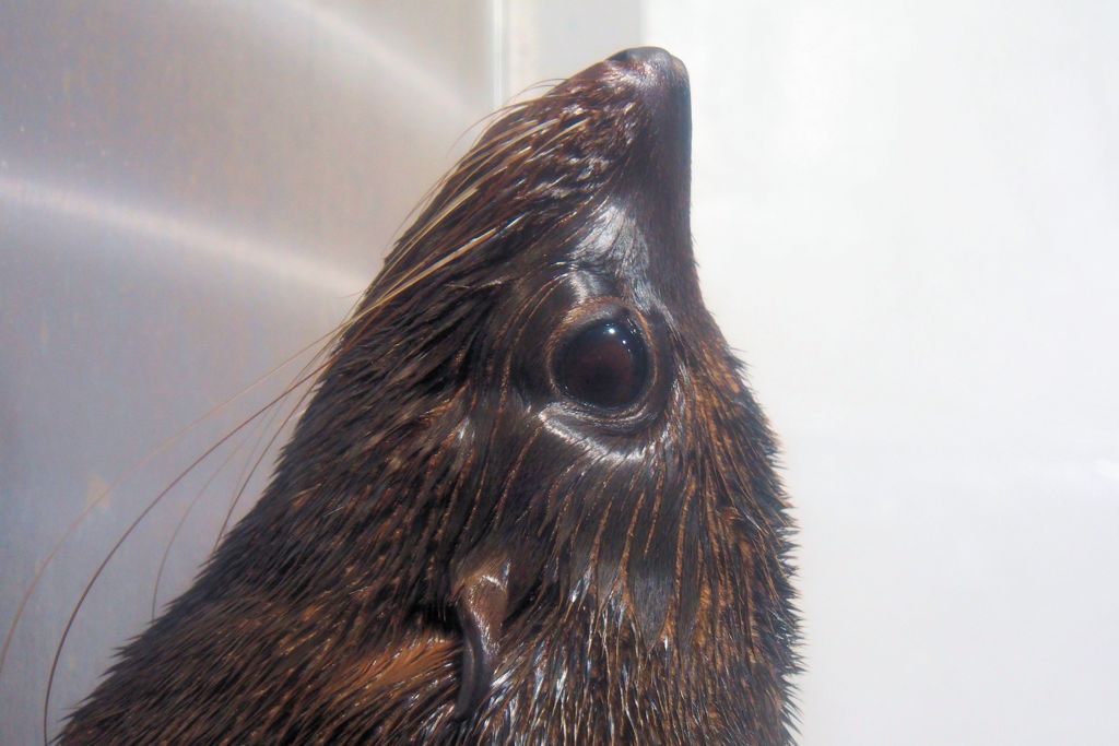 め、でか　（水族館シリーズ）