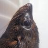 め、でか　（水族館シリーズ）
