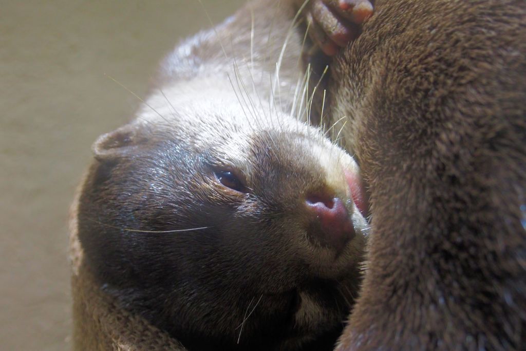 まどろみ　（水族館シリーズ）