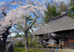 高森観音堂の枝垂れ桜