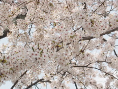 さくら3