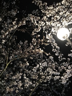 さくら