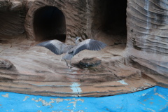 動物園