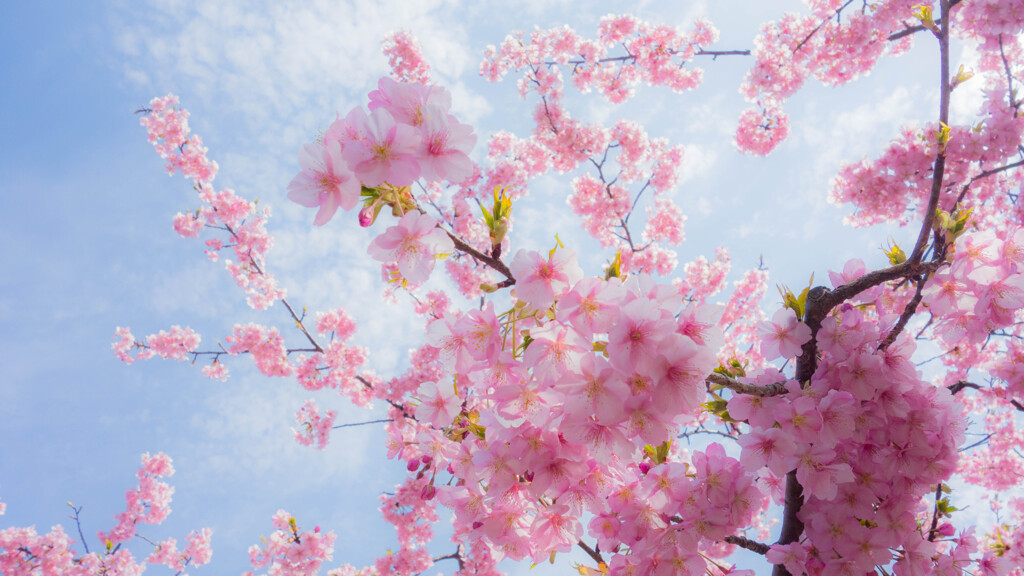 早咲きの桜