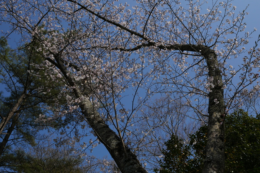のびやかな幸福感