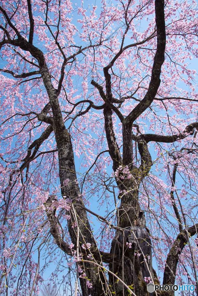 伊那谷の枝垂桜