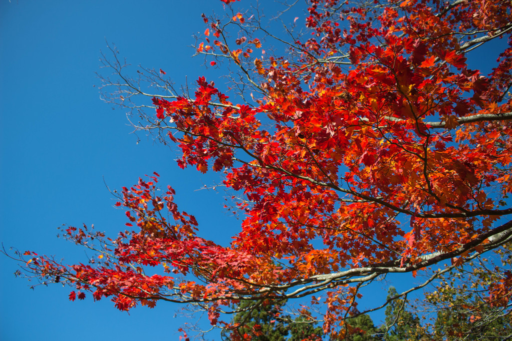 紅葉と青空