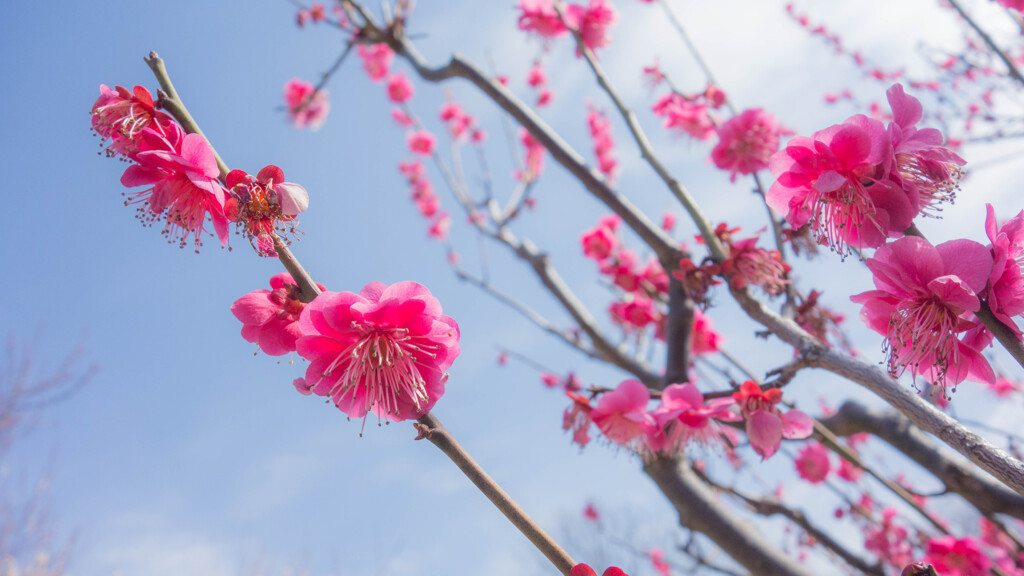 紅梅と空