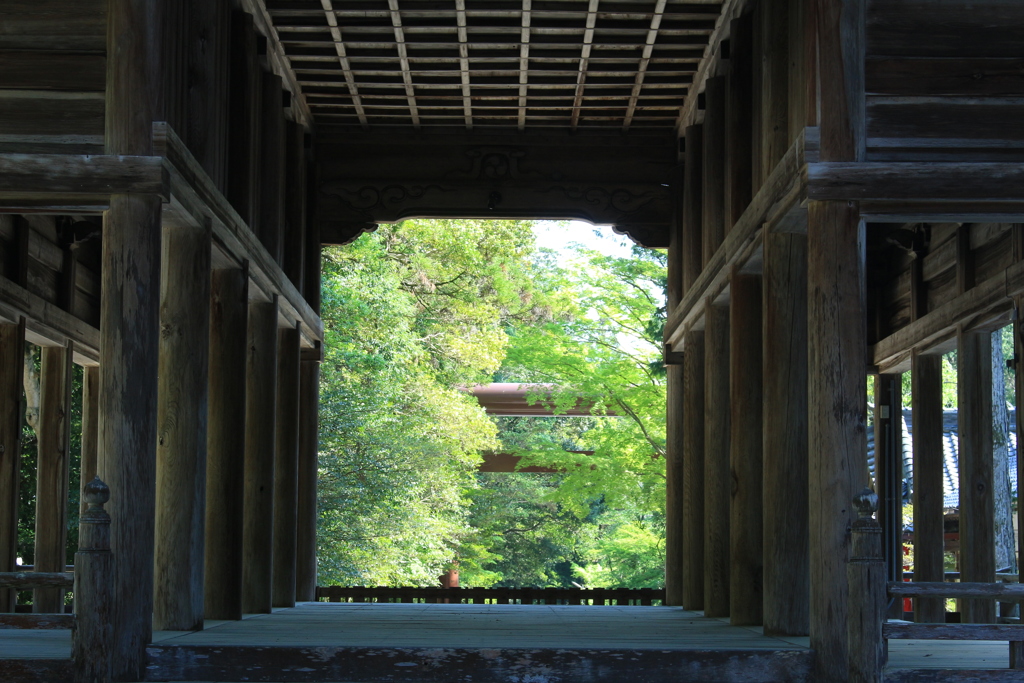 新緑の神社