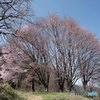 ５本桜