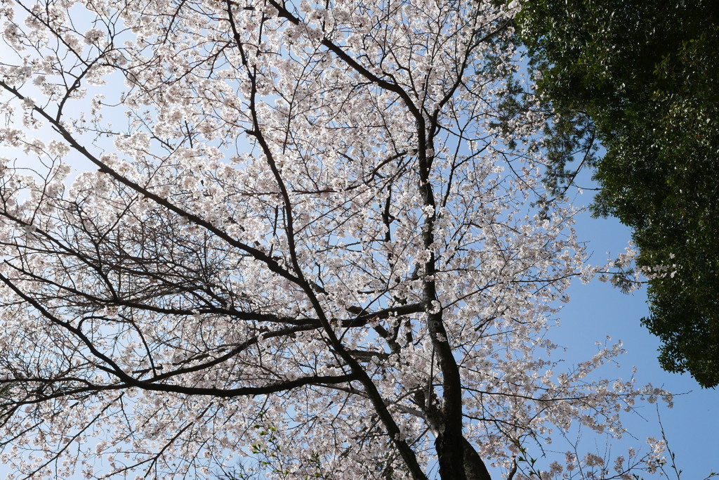 のびやかな幸福感（境内にて）