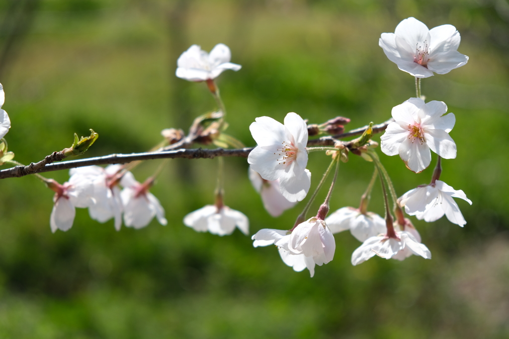 若桜