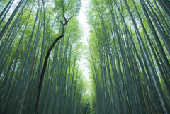 竹の小径