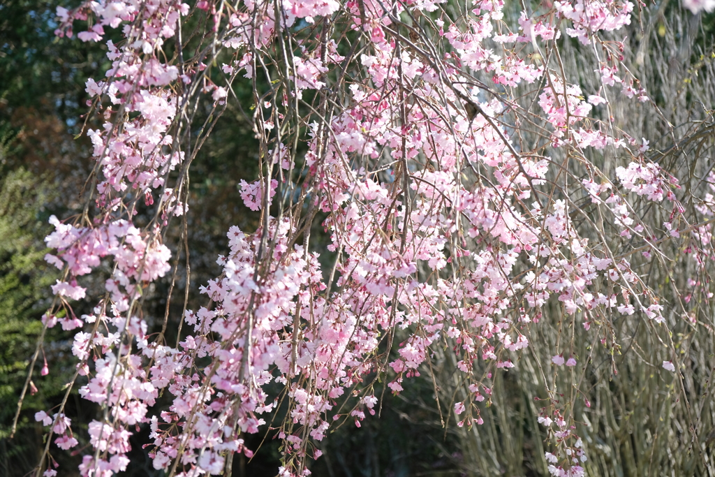 枝垂桜