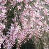 枝垂桜