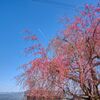 信州・桜と青空