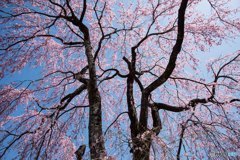 伊那谷の枝垂桜