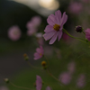 秋桜