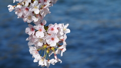 大川沿いの桜①