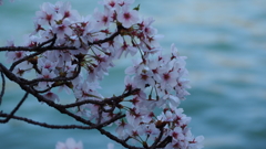 大川沿いの桜②