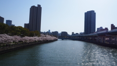 大川沿いの桜③