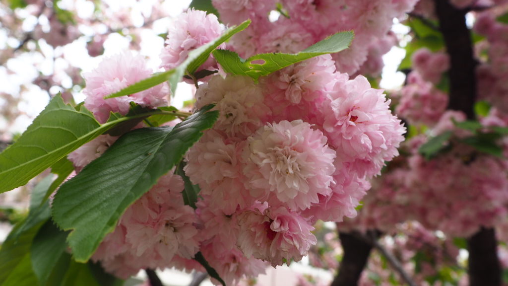 今年最後の桜③