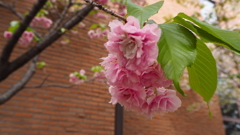 今年最後の桜④